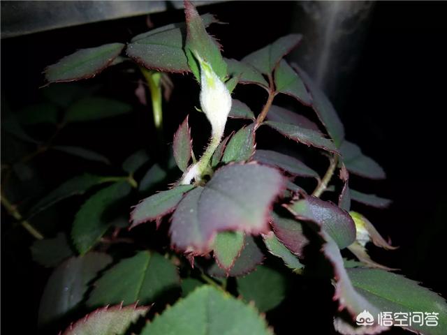 月季花的栽培与繁殖:月季花的栽培方法 月季花在枝条上用土怎么生根？