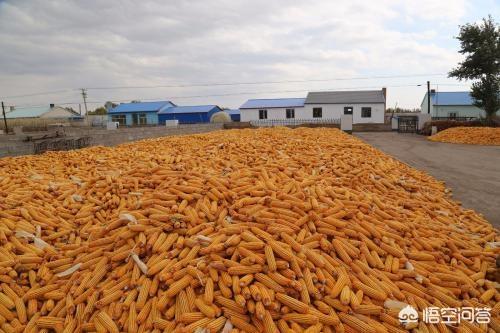 宠物饲料卫生规定2018:人不能吃的超期超标粮，能做饲料吗？