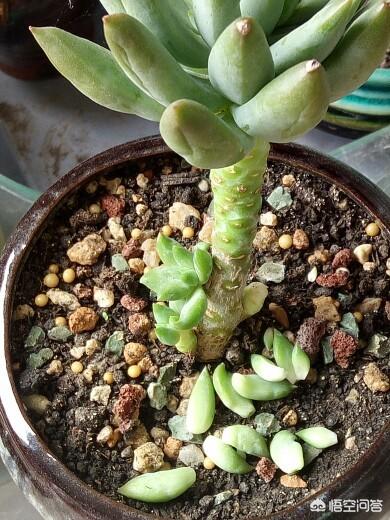 王玉珠帘图片:多肉植物千佛手怎么养谁比较懂？哪位网友晓得？