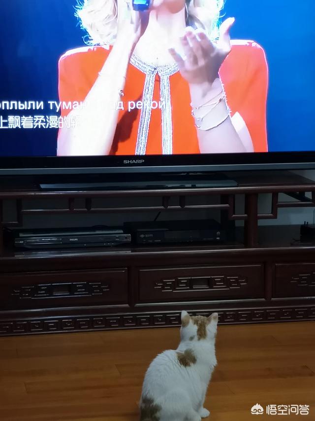 可爱的小猫咪动态:猫咪为什么喜欢看窗外呢？