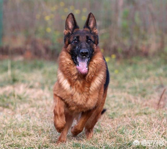 长毛德国牧羊犬怎么样:短毛德牧和长毛德牧有什么区别？