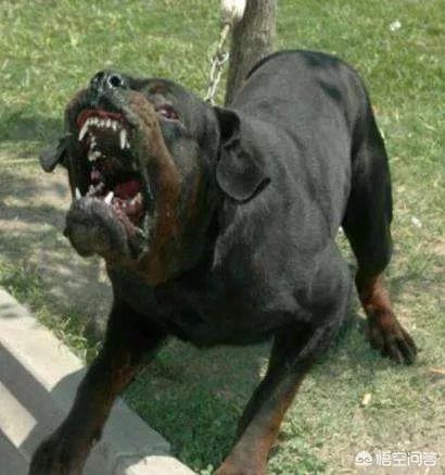 凯利蓝梗犬图片大全:世界上有哪些禁养的犬类，你害怕了吗？