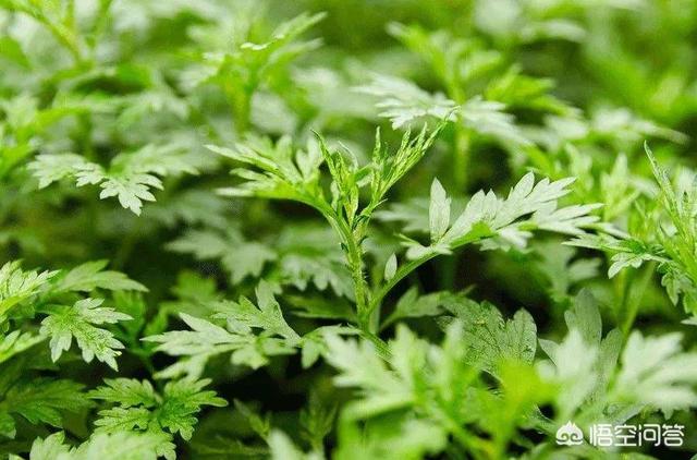 婴儿洗澡用什么药好:婴儿洗澡用什么洗最好 婴儿用天然艾草煮水洗澡好吗？可以经常洗吗？
