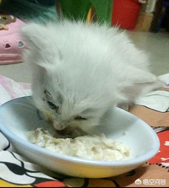 小猫吃什么可以代替猫奶:母猫不见了，只剩下还要吃奶的猫子，该怎么办？