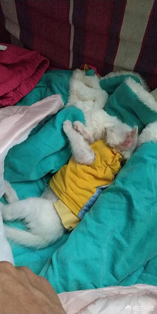 小猫吃什么可以代替猫奶:母猫不见了，只剩下还要吃奶的猫子，该怎么办？