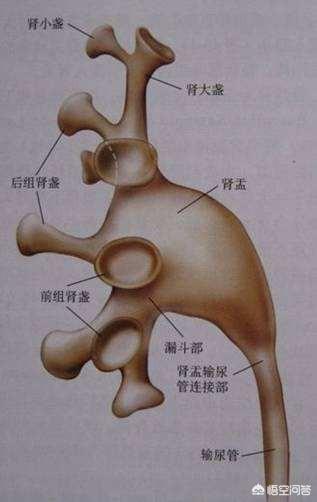 胎儿肾积水怎么办(怀孕积水多有什么影响)