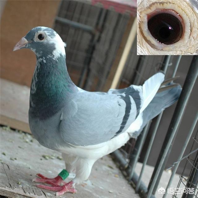 牛眼鸽子怎么认好坏?-惠修网
