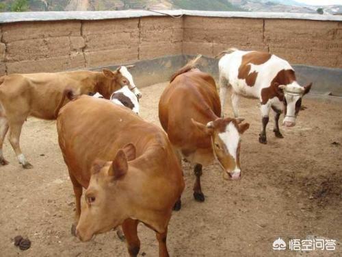 牛配种视频:牛配种27天，流蛋清状的乳白液体，是什么原因？