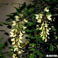 在这个春暖花开的季节,那些在记忆中的野菜美食都有哪些？