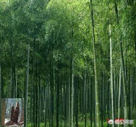 龟甲竹:龟甲竹价格 竹子开花后为什么会足渐死亡？