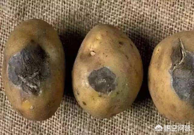 软腐病:软腐病用什么药最好 如何防治马铃薯的软腐病？