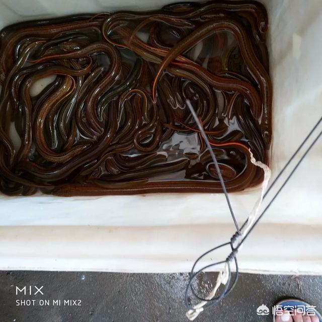 渔貂图片大全:钓黄鳝工具制作图片大全，钓黄鳝的钩子如何制作？