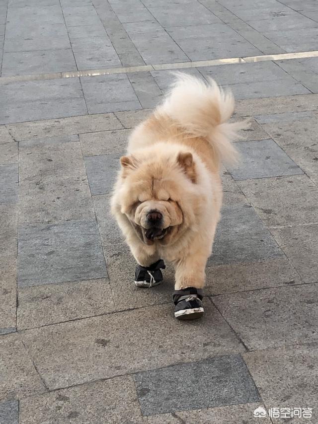 为什么养狗不要养松狮犬？