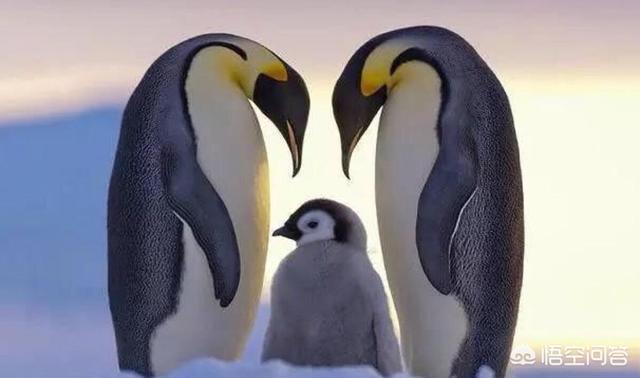 头条问答 - 如果把北极熊放到南极,把企鹅放到北极,它们能生存下来吗?