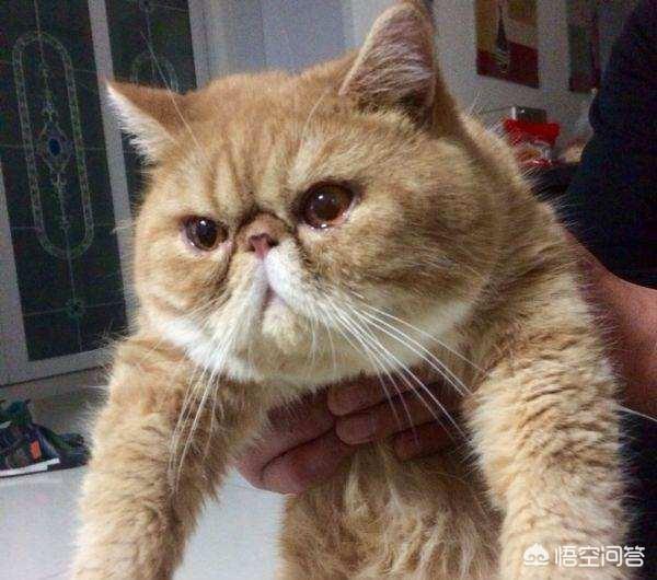 加菲猫图片:加菲猫肉怎么只长身体上不长脸上呢？