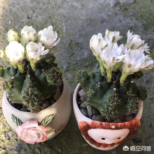 108种长生草属多肉植物图鉴:多肉开花，该不该“辣手摧花”？