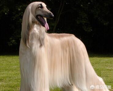 阿富汗猎犬图片欣赏:阿富汗狗毛最长能达多少公分？