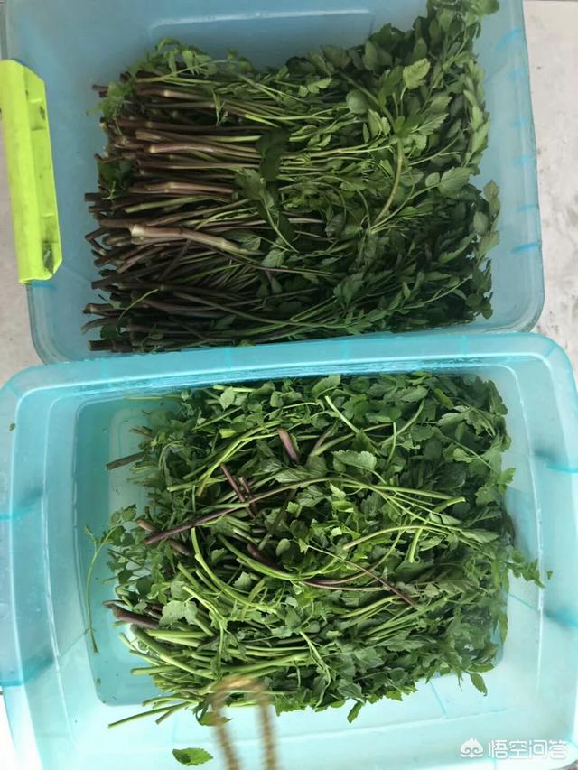 夏初季节,农村有什么野菜可以吃？