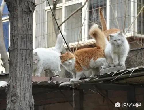 家家猫:家家猫电视购物 猫老了以后生下的孩子为什么自己要吃掉？