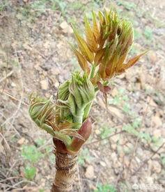刺嫩芽怎么吃？种植的话有销量吗？