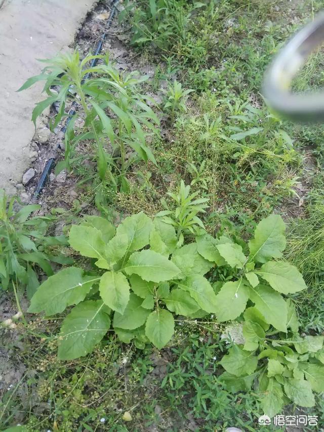 灰灰菜怎样人工种植？