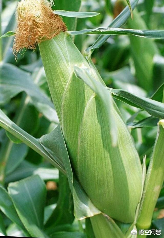 大蒜如何才能一播全苗，种植玉米怎样做到一播全出苗