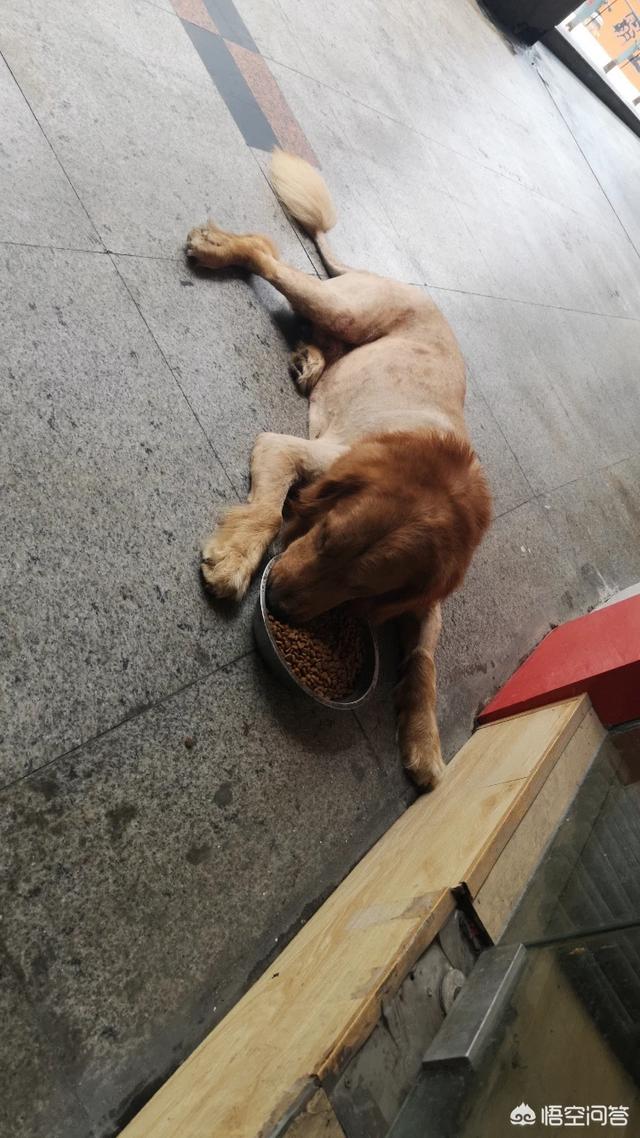 狗狗新闻:刚看新闻说有的动物园以狗充狼，你怎么看？