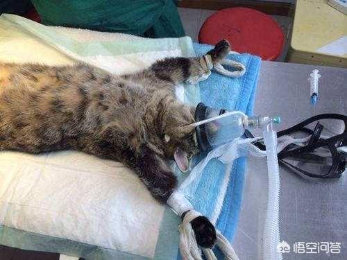 母猫绝育第二天没精神不爱动:小母猫做绝育手术之后站不起来该怎么办？ 母猫绝育后第二天还没精神