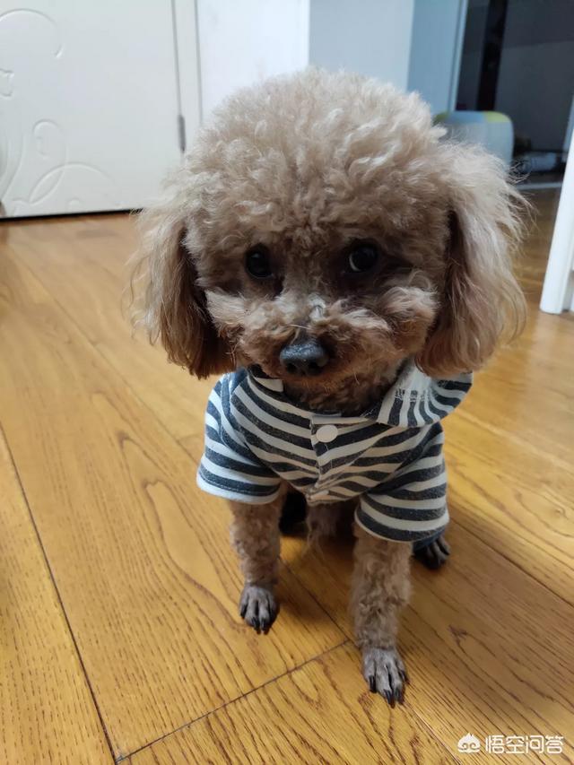 现在人们养的宠物狗吃不吃屎？