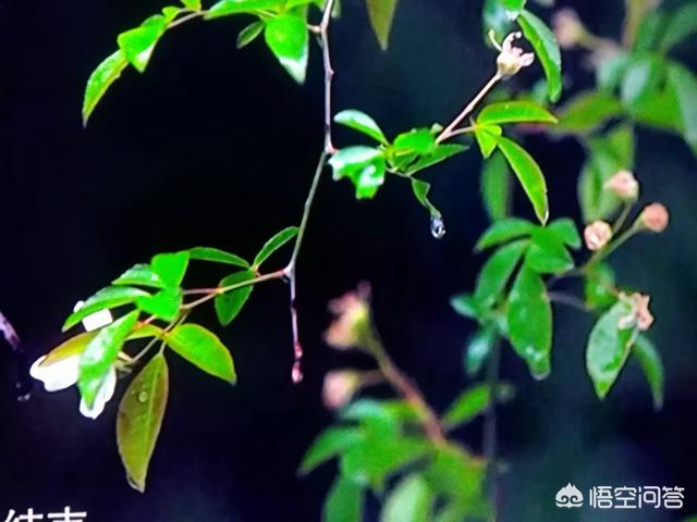 喜欢看《诛仙》、《凡人修仙传》人界篇这类型的东方玄幻小说,最近书荒,求推荐？