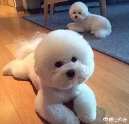 狗狗什么时候开始认主？插图6