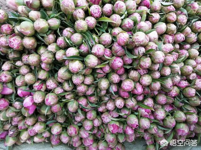 头条问答 牡丹 芍药鲜切花应注意什么 6个回答