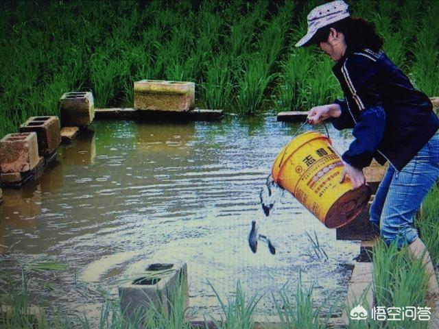 鲶鱼养殖每亩可养多少:一个2000平方的鱼塘，养殖什么比较赚钱？