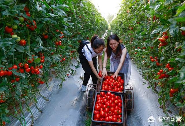 绝育黄瓜安全事情:黄瓜什么时候喷醋是最佳时间？