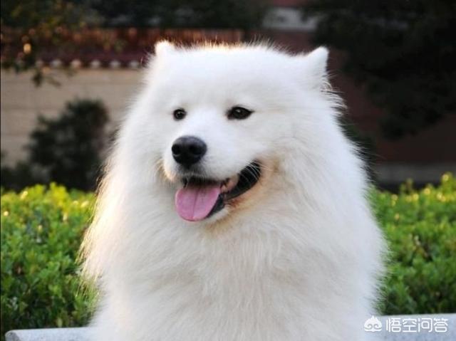 怎么训狗:狗狗最近老咬别的小狗，怎么训？