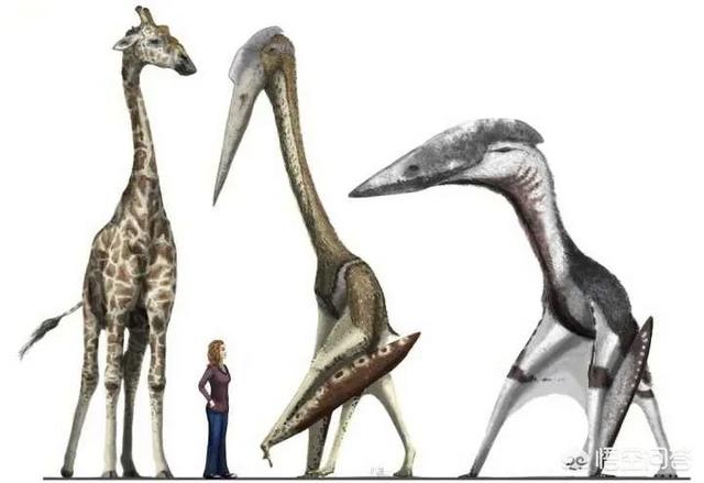 陆地有大象，海里有鲸鱼，为什么天上很少有比人体型更大的生物？