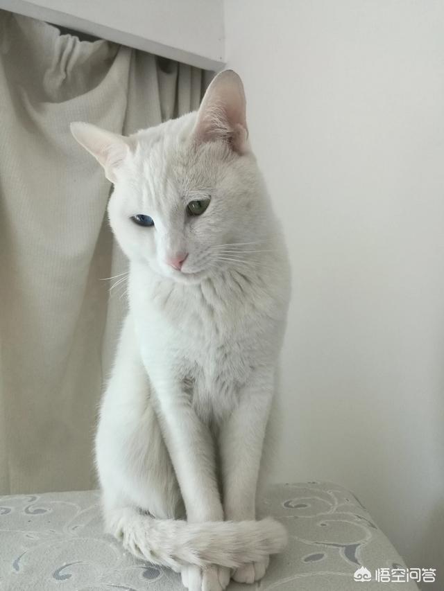 流浪狗和流浪猫评书:流浪狗流浪猫对人类社会有什么作用吗？