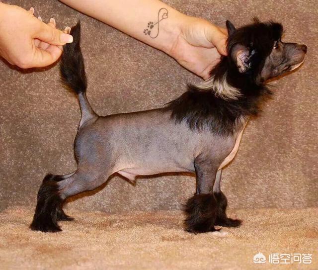 中国冠毛犬:无毛梗，一点毛都没有的聪明狗狗你见过么？