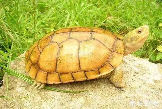 日本石龟深水养:黄喉拟水龟，可以深水养吗？