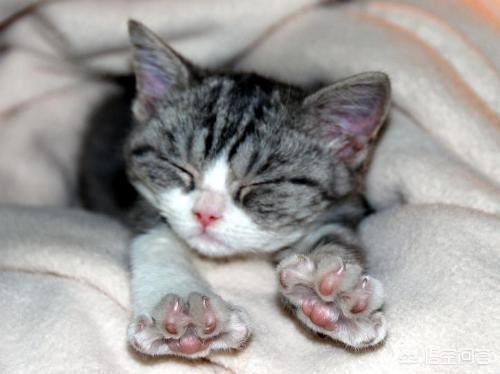 猫狗:猫和狗是否能一起养？为什么？