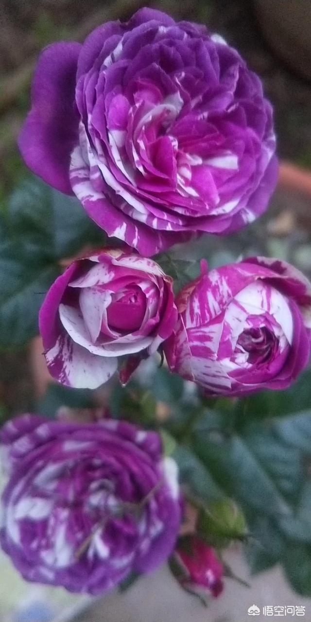 优秀月季花品种介绍百度网:请问下月季浓香丰花的品种有哪些推荐？