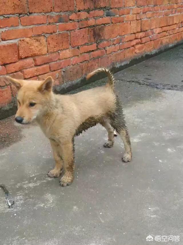 正宗青川猎犬图片:什么品种的猎犬适合山区用？