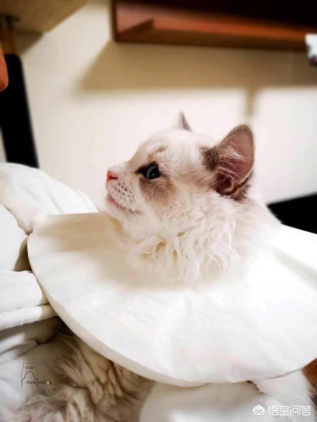 日本截尾猫会藏多久才出来:猫咪拆线后还带伊丽莎白套吗？