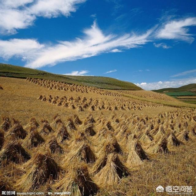 又是一年春收季,你还记得儿时在麦场的趣事吗？