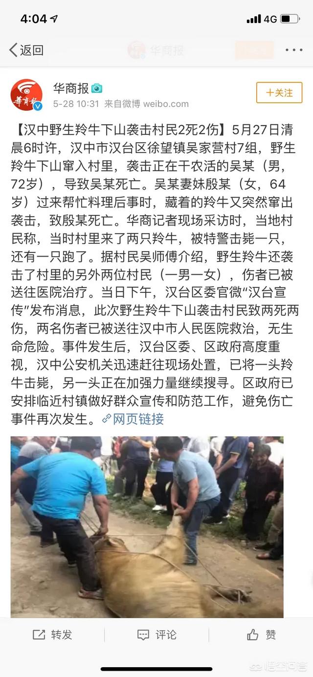 熊猫和饲养员吵架:大熊猫会不会依赖它的饲养员呢
