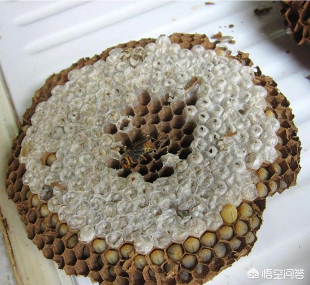 金毛狗脊功效和作用:蜂蛹和狗脊泡酒的作用与功效是什么？ 金毛狗金毛狗脊的功效与作用