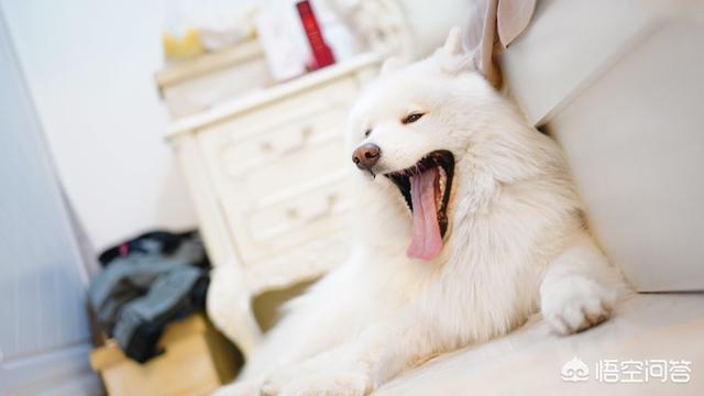 养猫还是养狗:在生活中，你喜欢养狗养猫吗？