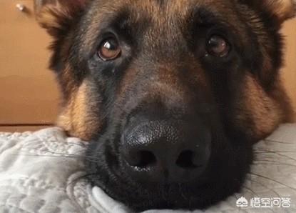世界顶级护卫犬视频:有什么大型犬特别护主吗？