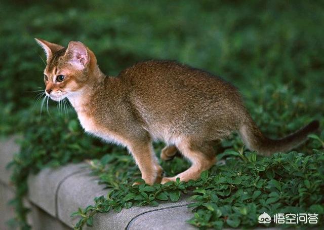 猫岛鼠岛:如果把15只公猫，15只野猫放在一个淡水岛，两年以后会怎样？