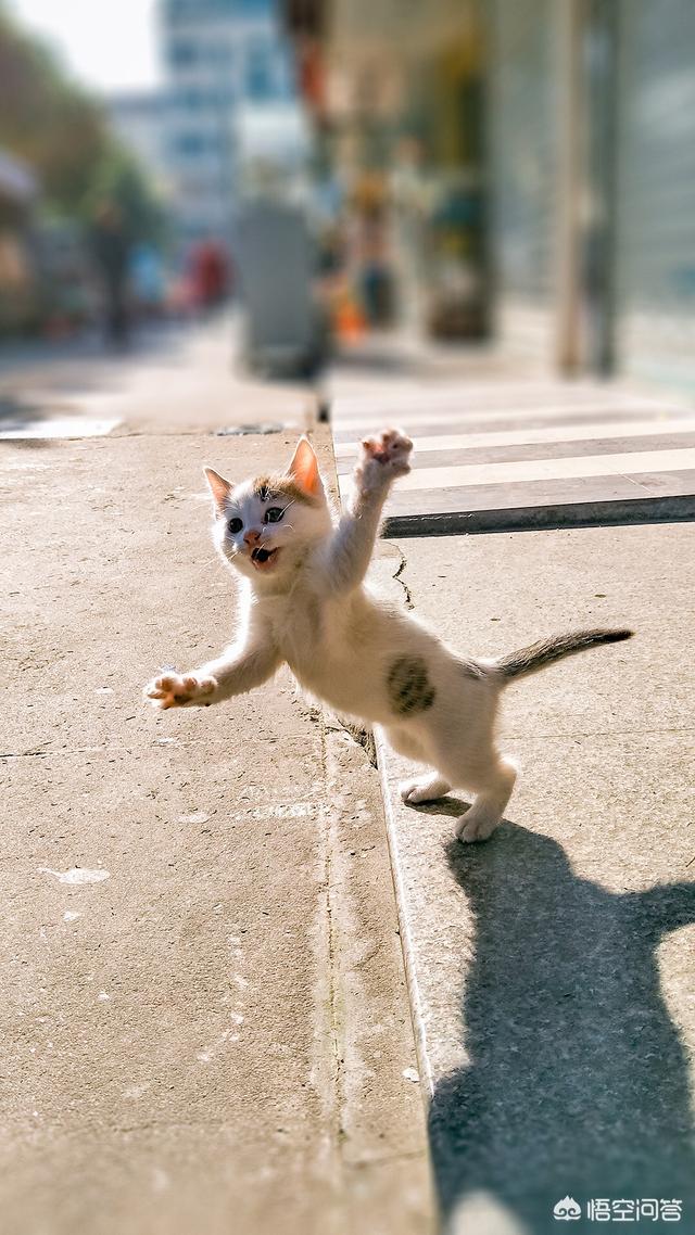 猫藓人和人会会传染吗:人得了猫癣会传染给别人吗 猫咪皮肤病会传染人类吗？